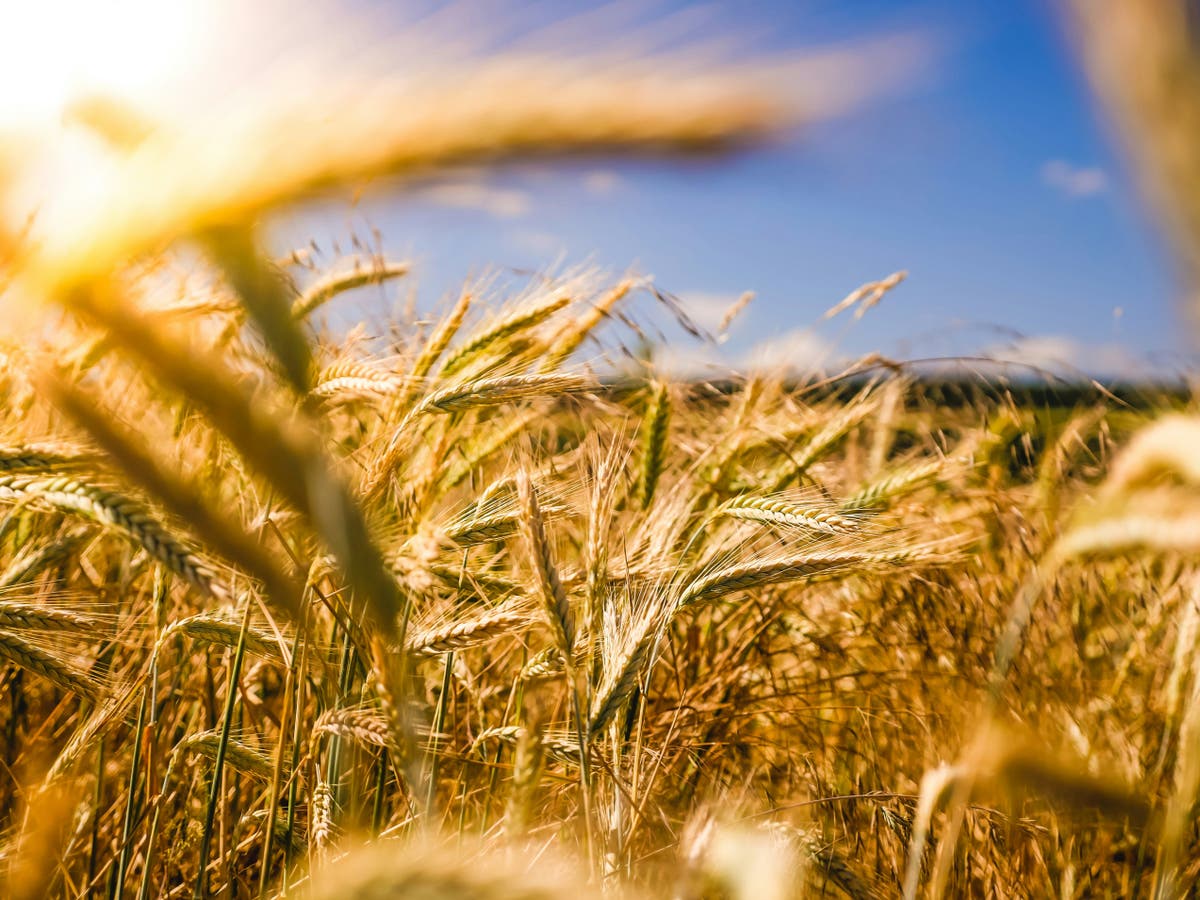 Düngeraktien versprechen eine reichhaltige Ernte